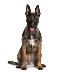 #malinois #belgian malinois #belgian shepherd #heres hopin tumblr doesnt decide my drawings of dogs look too much like wieners #artsy fartsy. Vergleich Von Hunderassen Riesenschnauzer Vs Belgischer Schaferhund Malinois