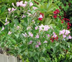 Image result for Landolphia eminiana