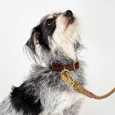29 Best Dog Leashes 2021 The Strategist