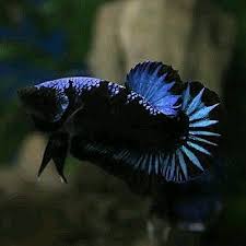 Black mamba betta black dragon betta. Betta Spl Black Samurai Bettaportal