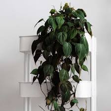 Naidiler 4 pcs faux hanging plants artificial hanging boston fern plants fake hanging greenery indoor outdoor plants for room garden wall decor 4.3 out of 5 stars 102 $24.99 $ 24. 10 Best Indoor Hanging Plants That Thrive In Apartments