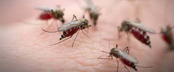 If water collects in certain parts of your yard after a rain, see if you can improve your drainage by using a shovel to level the ground or encouraging. How To Kill And Prevent Mosquitoes In Your Yard