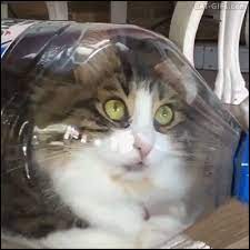 Cat Gif When Your Crazy Cat Thinks He Is Water In A Bottle Because Cats Are Liquid Cats Crazy Cats Funny Cats