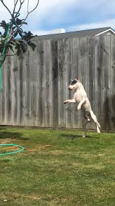 Hours Of Entertainment Hose In The Tree English Bull Terriers Bull Terrier English Bull