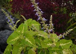 Image result for Plectranthus mandalensis