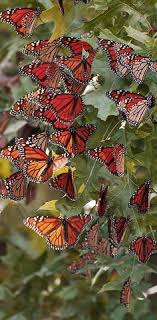 See what cassandra flutterfly (flutterfly4) has discovered on pinterest, the world's biggest collection of ideas. Julia Foster Juliafoster7923 Profile Pinterest