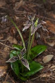 Image result for Scolopia rhamniphylla