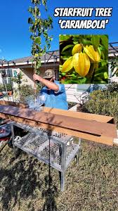 8ft EXOTIC Star Fruit ‘Carambola’ Tree Delivered to My Front Door