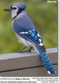 Birds That Look Like Blue Jays But Are Black Beautiful Bluejay Absolutely Beautiful So Fun To Watch Them Fly In To Get Peanuts In The Shell They Always Party A Blue Jay Blue Jay Bird Common Birds