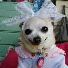 Hurry Up And Take The Picture Memes Bichos