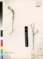 Image result for Gymnosporia gracilipes