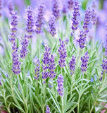 Image result for Lavandula angustifolia Vera