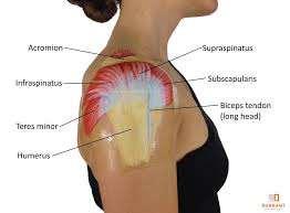 Image result for Rotator Cuff Injury