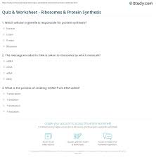 Chapter 12 vocabulary review biology answer key protein answers. Quiz Worksheet Ribosomes Protein Synthesis Study Com