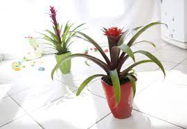 Le platycerium est sans doute la plus originale des fougères d'intérieur avec ses longues feuilles plates en parmi les plantes d'appartement, les orchidées attirent immanquablement par la beauté de leurs fleurs mythiques. Guzmania Rempotage Arrosage Et Conseils D Entretien