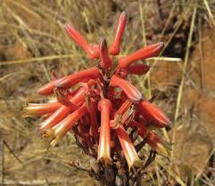 Image result for Stemodiopsis rivae