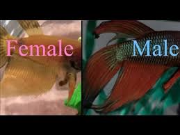 Male bettas are famously intolerant of one another. How To Sex Your Veiltail Betta Male Or Female Youtube