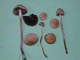 Panaeolus Cinctulus Spores Black In Deposit Lemon Shaped In Side View Wild Edibles Spore Edible Mushrooms