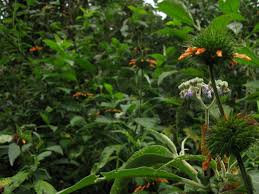 Image result for Leonotis decadonta