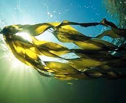 Youth Hope Taiwan Unique Fucoidan Marine Brown Seaweed