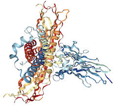 Image result for CSF Protein