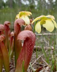 Image result for Cyphia mazoensis