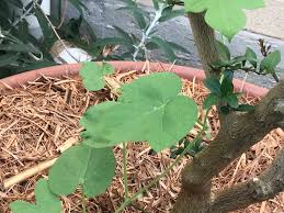 Image result for Ipomoea shirambensis