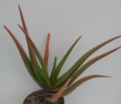 Image result for Aloe lutescens