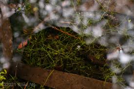 Image result for Utricularia gibba