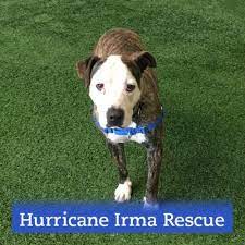 Hurricane Irma Rescue Hello My Name Is Pooky I Am A Three Year Old Neutered Male Pitbull Looking For A Home I Came From F Dog Adoption Dogs Humane Society