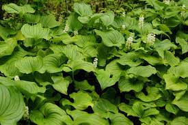 Maianthemum bifolium, the may lily, native from western europe east to siberia, china, and japan. False Lily Of The Valley Maianthemum Dilatatum Biodiversity Of The Central Coast