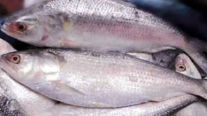 Pin On Amazing Fish Cutting 2019 Hilsha Fish Cutting Skills Live Fish Cutting M