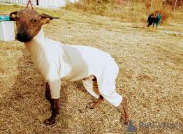 Sales of trained security guard dogs range from $10,000 to $12,000 for a level i dog, and $20,000+. Mexican Hairless Dog For Sale In The City Of Saloniki Greece Price 692 Announcement 8286
