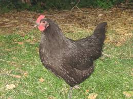 Check spelling or type a new query. Black Australorp Hen Or Rooster Pics Backyard Chickens Learn How To Raise Chickens
