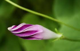 Morning Glory Morning Glory Flowers Glory
