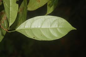 Image result for Allophylus abyssinicus