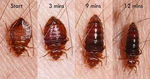 We did not find results for: Bed Bug Behavior Habits What Do Bed Bugs Do