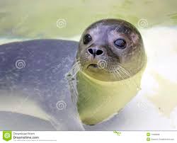 Baby Earless Seal Stock Photo Image Of Closeup Seawater 11598898