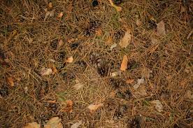 Loose mulch allows water to penetrate into the soil and prevents wasteful runoff of irrigation water. 16 Innovative Ways To Use Pine Needles In The Garden Gardening