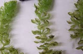 Image result for Aldrovanda vesiculosa