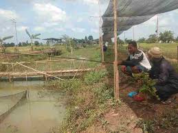 Mancing ikan toman besar mancing ikan toman di rawa mancing ikan toman monster mancing ikan toman terbesar di dunia. Pengusaha Lokal Siap Bangun Sentra Budidaya Papuyu Dan Haruan Terbesar Barito Post