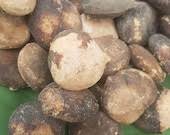 Image result for Telfairia occidentalis