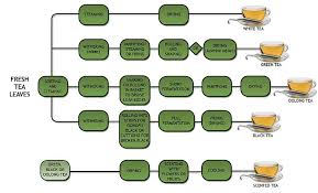 Tea Processing