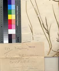 Image result for Urochloa bovonei