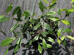 Image result for Eugenia woodii