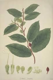 Image result for Antiaris