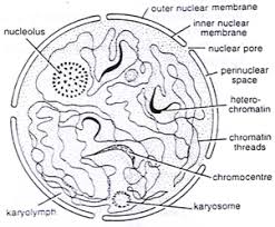 Maybe you would like to learn more about one of these? What Is The Function Of Nucleus In A Cell