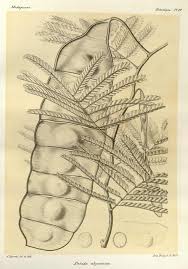 Image result for Entada abyssinica