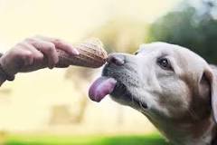 Can a dog eat ice cream?