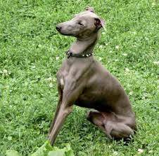 Its great popularity in italy and other. Italian Greyhound Page 1 Italian Greyhound Miniature Italian Greyhound Greyhound
